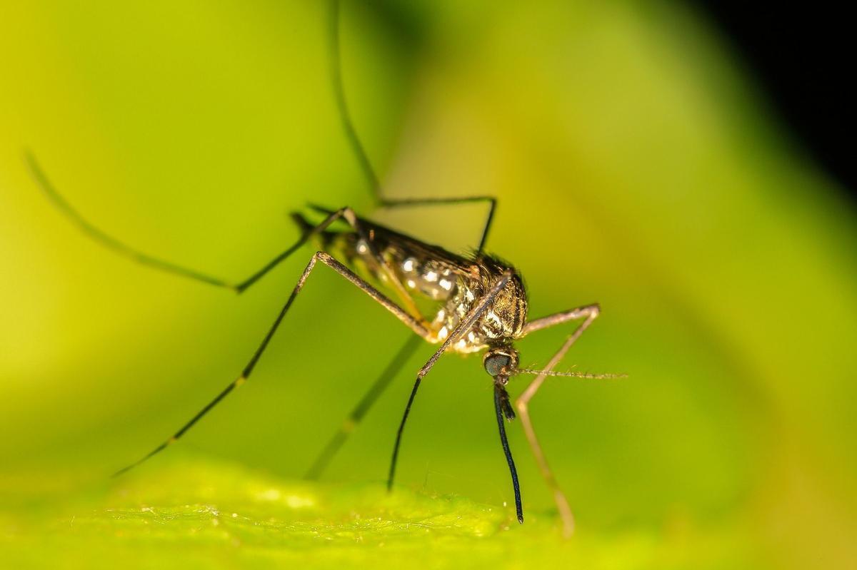 Para Qu Sirven Los Mosquitos Y Qu Pasar A Si Desaparecieran De La