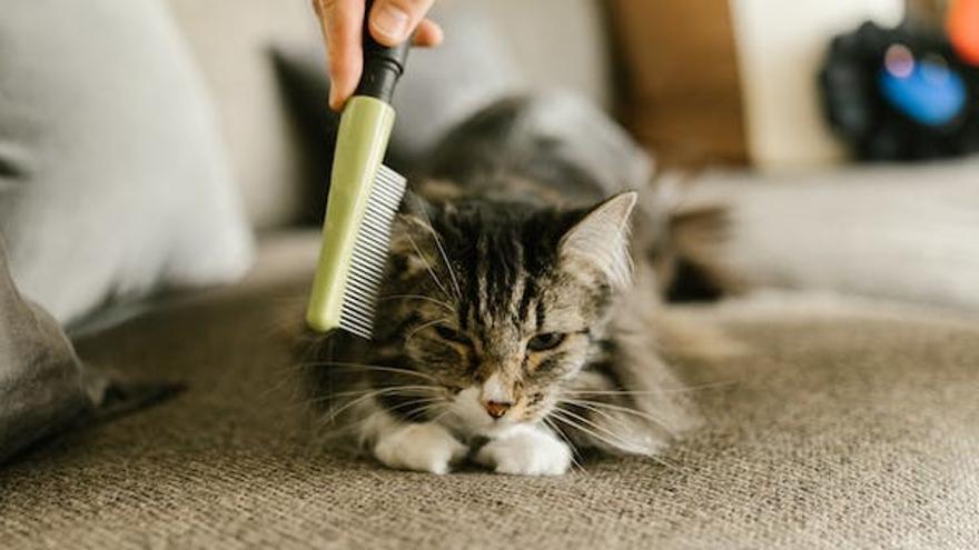 BOLAS DE PELO GATOS Cómo ayudar a mi gato a expulsar las bolas de