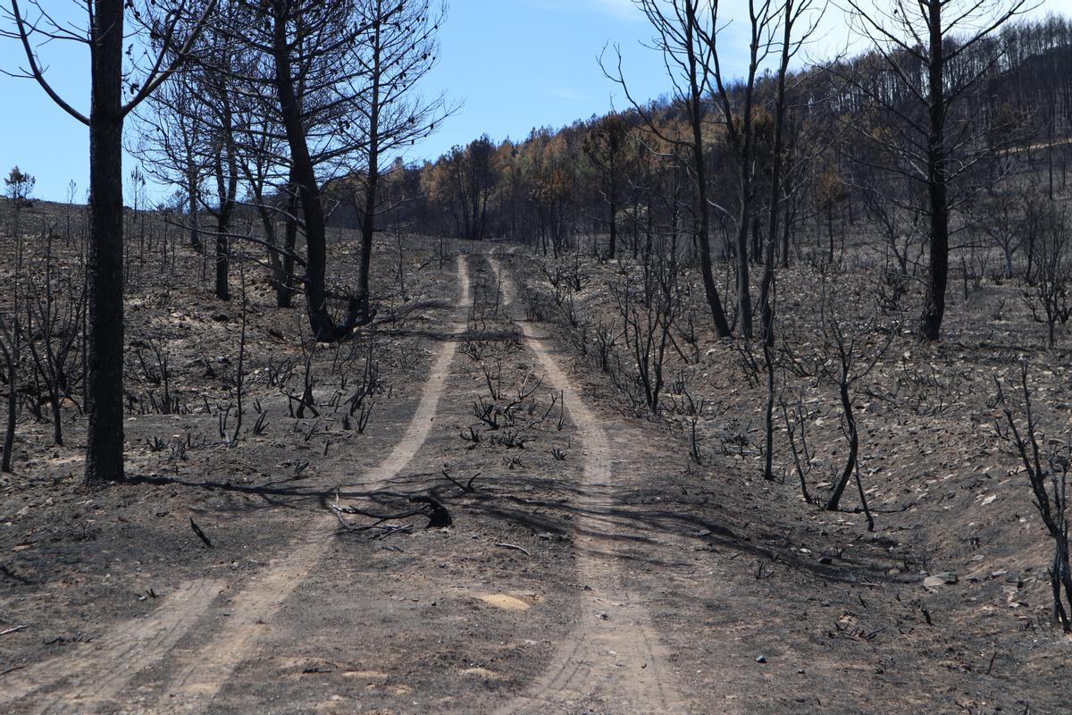 Incendios As Ser La Restauraci N De La Sierra De La Culebra