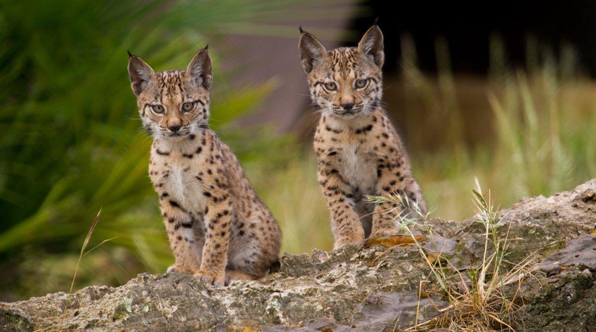 Lince Ib Rico Nacen En Libertad Linces Ib Ricos En Castilla La