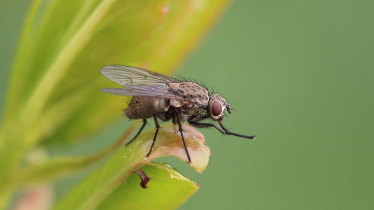 ALERTA MOSCA NEGRA Alerta por invasión en Madrid esta mosca negra