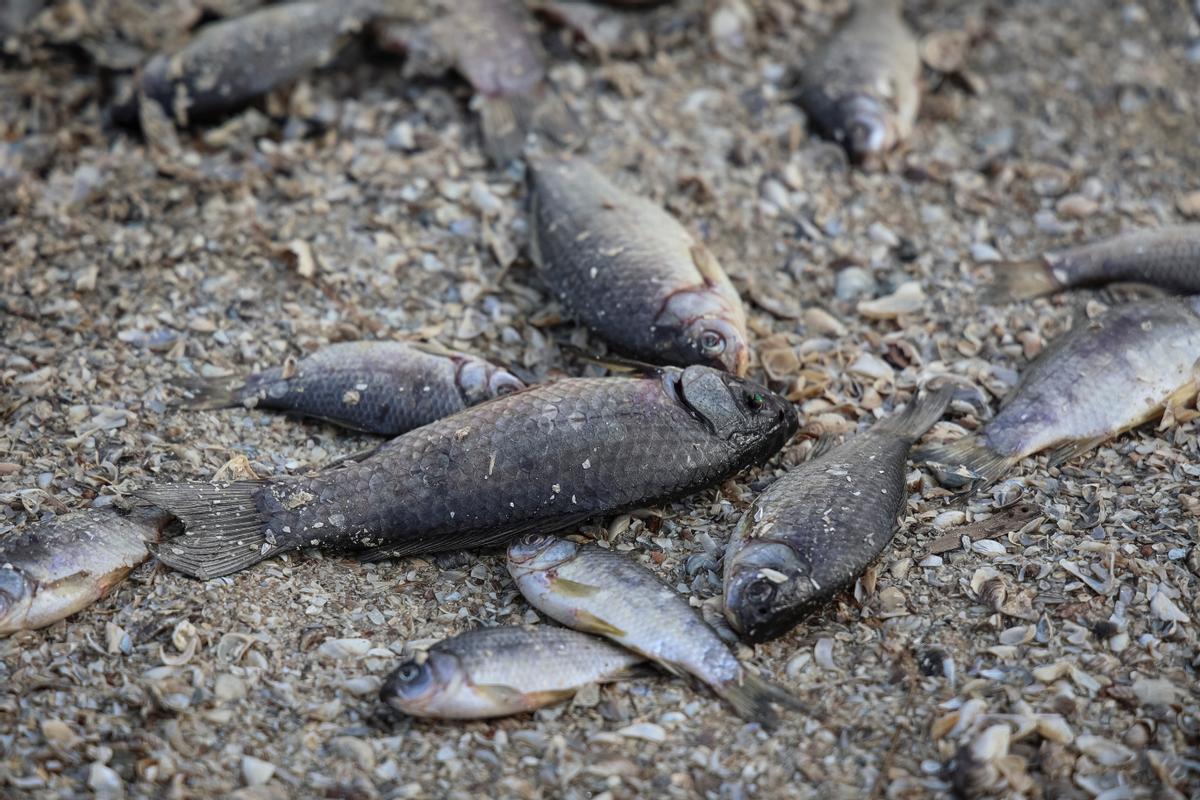 Peces Muertos En Texas Aparecen Miles De Peces Muertos En Texas