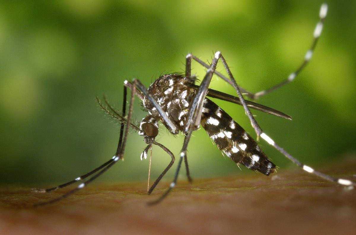 Expertos en plagas avisan de un otoño cargado de mosquitos y cucarachas por las lluvias y las altas temperaturas