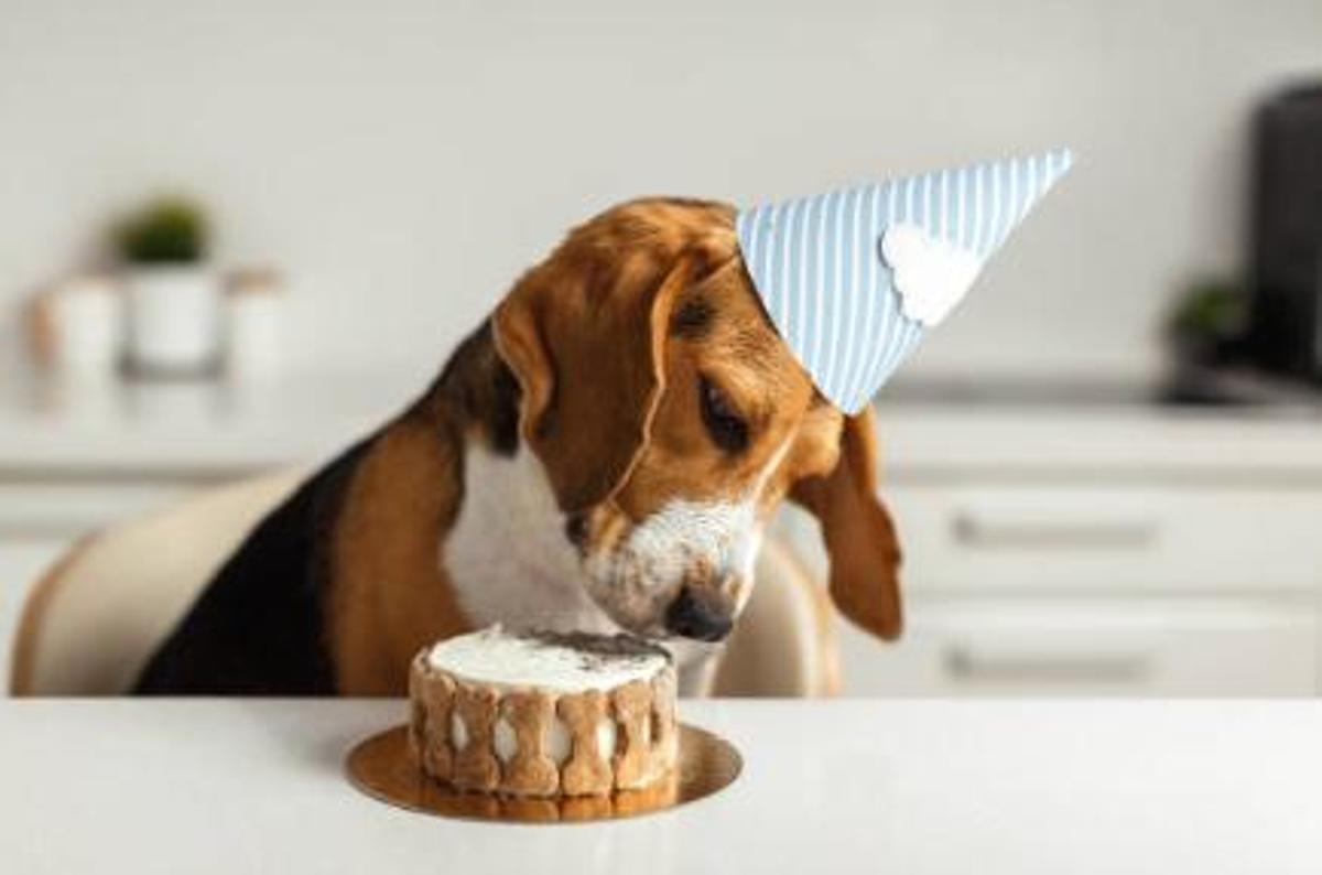 Esta es la receta de la tarta de carne para el cumpleaños de nuestro perro  | El Periódico de España