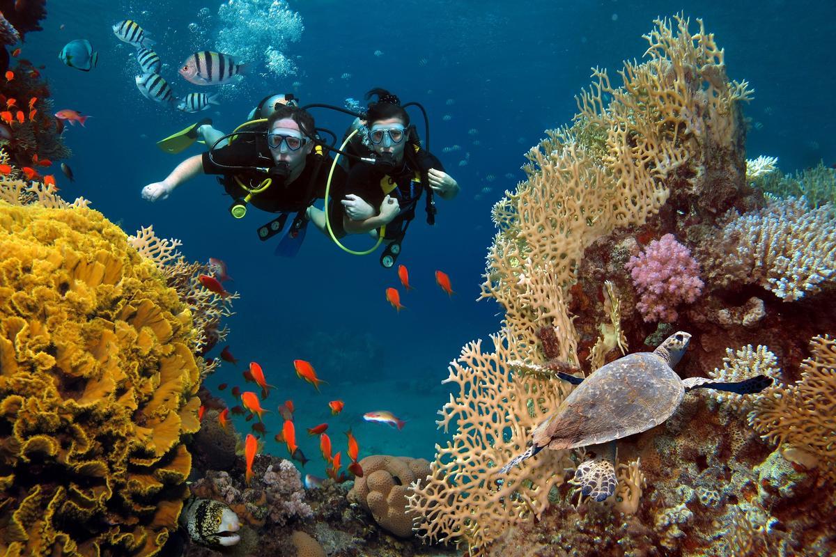 Una enfermedad amenaza con matar el 75% de los corales del planeta