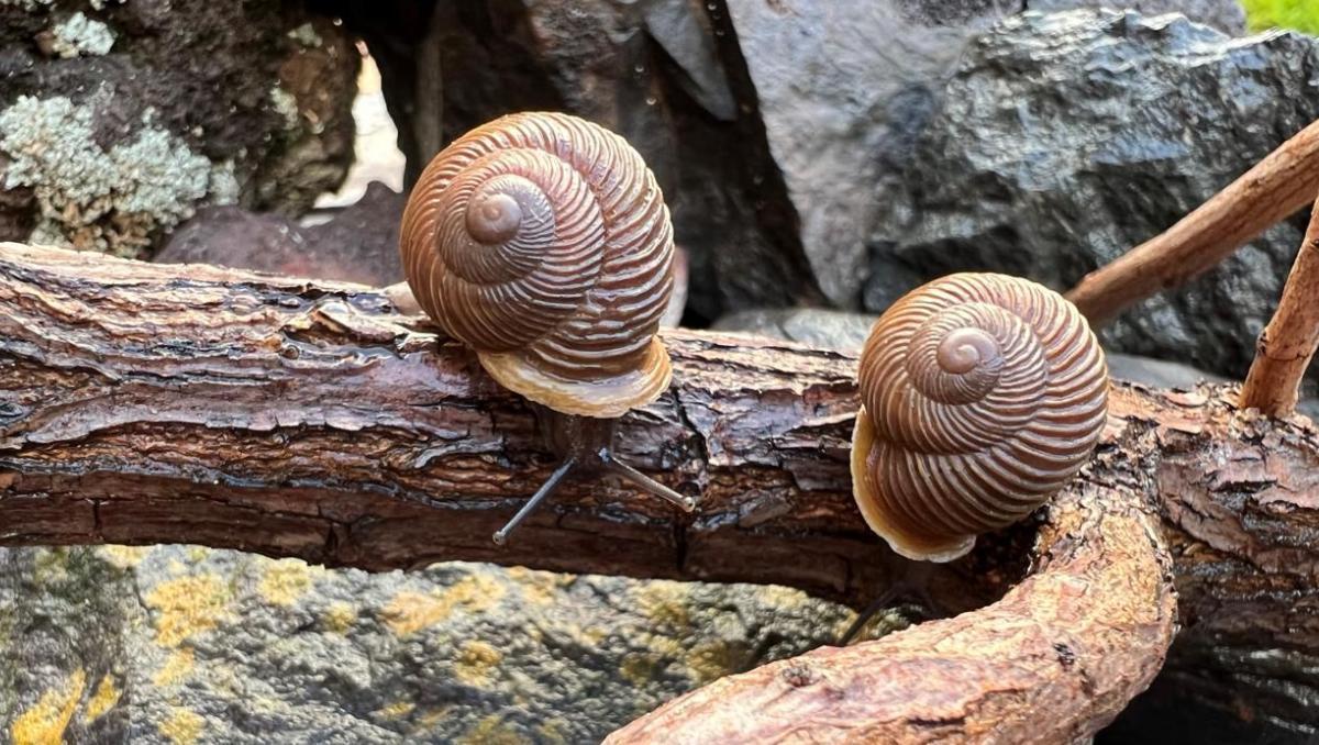 Dos especies de chuchanga corrugada, un caracol de Candelaria (Tenerife) catalogado como en peligro crítico. Dos especies de chuchanga corrugada, un caracol de Candelaria (Tenerife) catalogado como en peligro crítico.