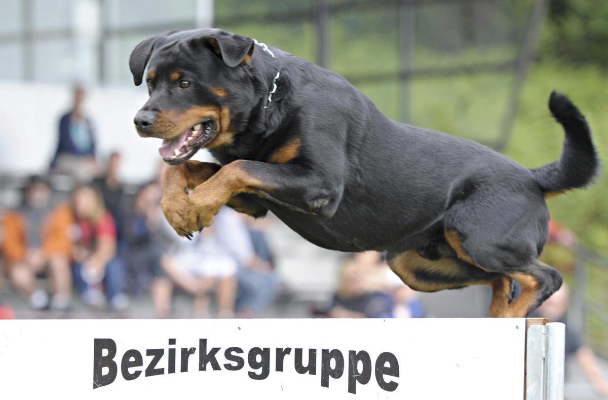 Un perro rottweiler salta un obstáculo durante un entrenamiento EFE/Franziska Kraufmann