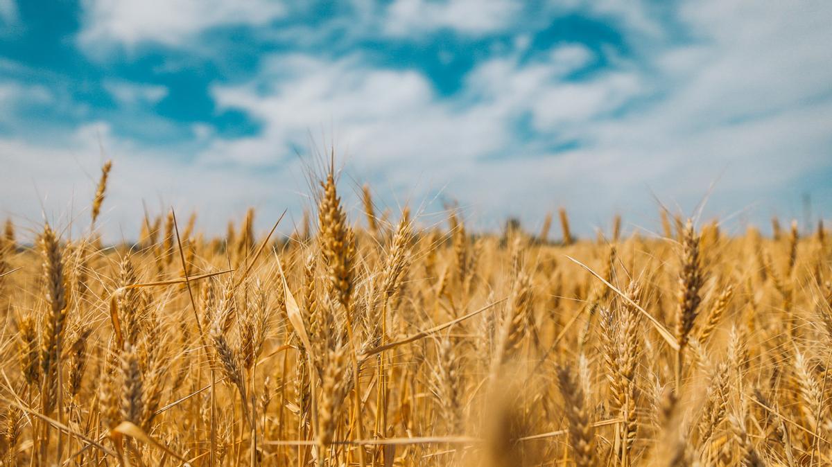 Campos de trigo en el Este de Ucrania