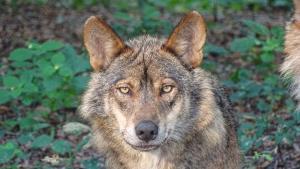 El lobo queda protegido en toda España: hasta 2 millones de multa por cazarlo