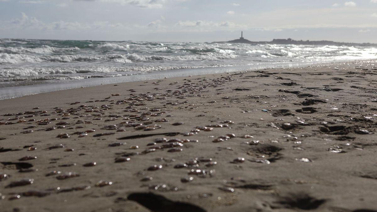 Numerosas medusas a orillas de la playa de Galúa de La Manga.