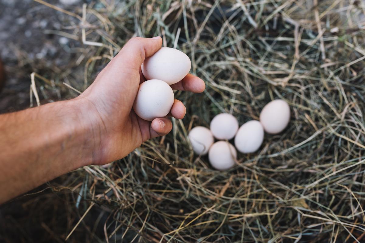 ¿Es malo para la salud cuando los huevos tienen la cáscara sucia?