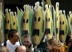 Protesta de Greenpeace en Stuttgart, Alemania, contra el cultivo del maíz transgénico en la Unión Europea.