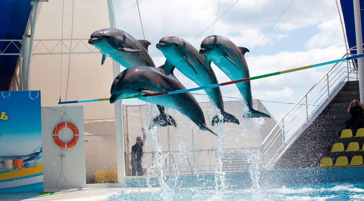 El Gobierno quiere liberar los delfines de los acuarios y cerrar las granjas de visones El Gobierno quiere liberar los delfines de los acuarios y cerrar las granjas de visones