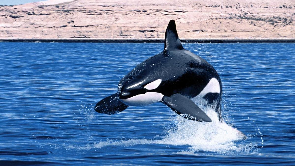 Un localizador GPS permitirá vigilar a las orcas del Estrecho