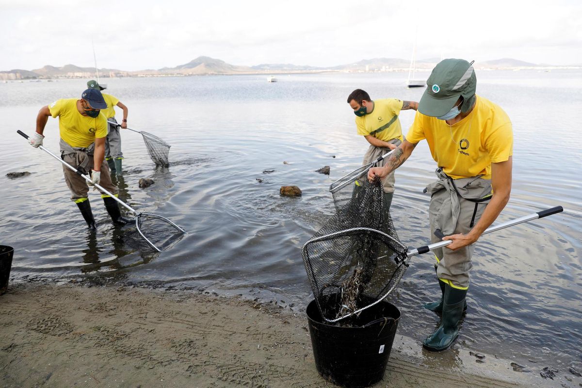 Unos trabajadores recogen algas en el Mar Menor. Unos trabajadores recogen algas en el Mar Menor.
