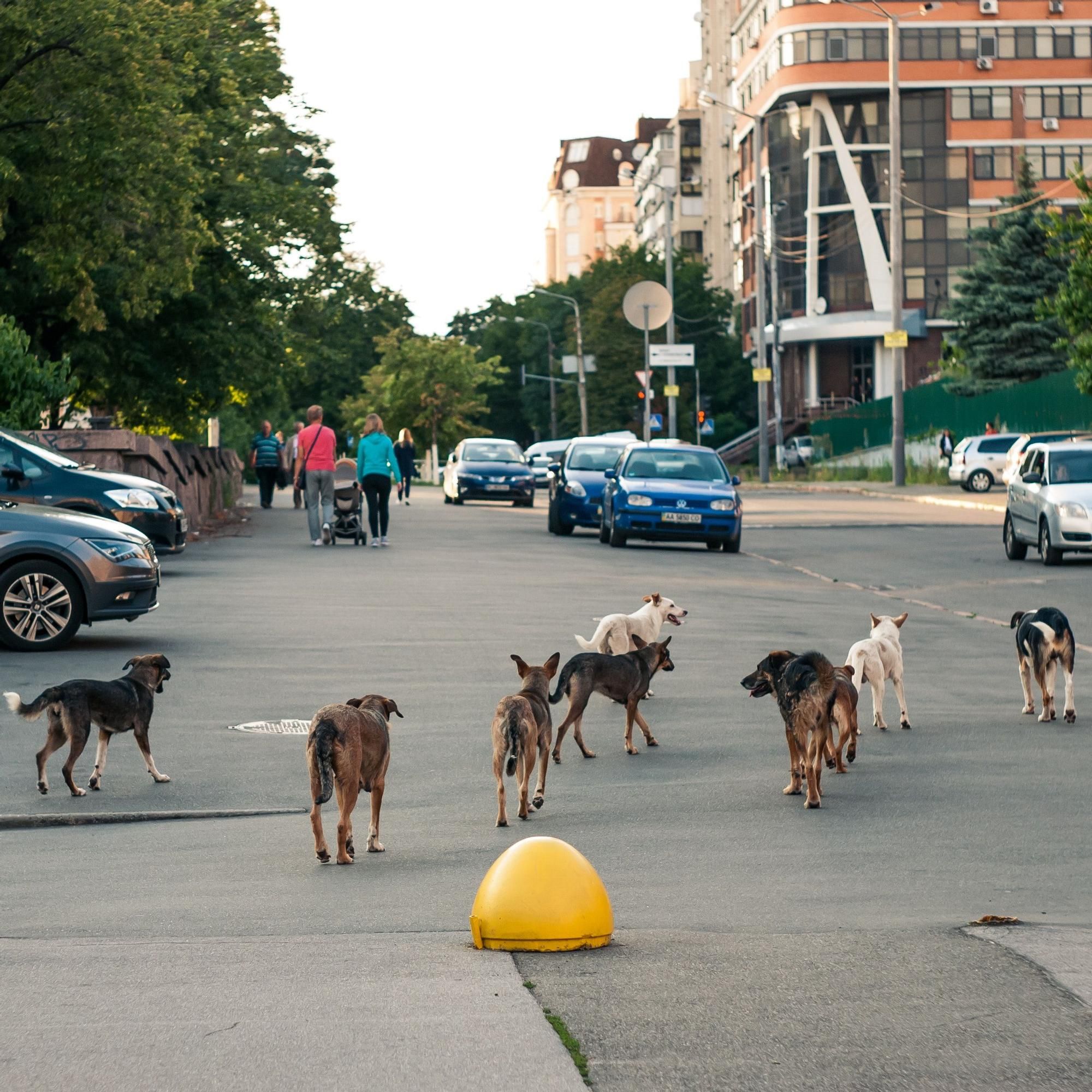 Animales sueltos por las vías publicas