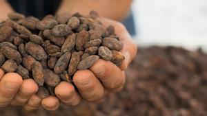 Cacao Nocilla