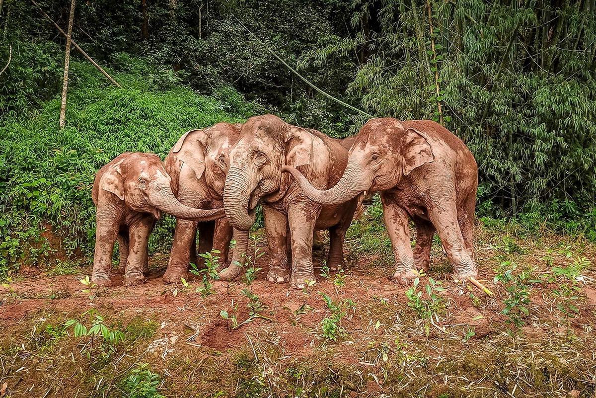 La manada errante de elefantes chinos vuelve a su hogar tras recorrer 1.400 kilómetros