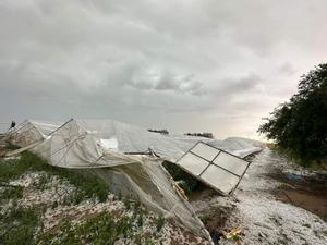 Daños provocados por una tormenta reciente de granizo en Los Palacios (Sevilla).
