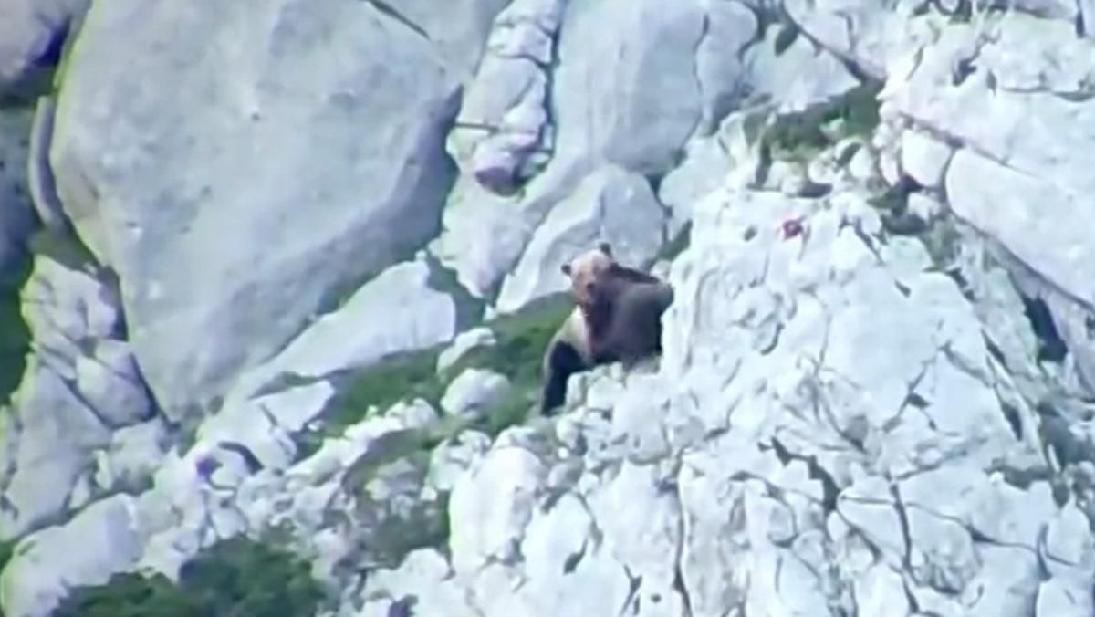 La historia de la pelea ensangrentada de una osa para defender a su cría de un macho en celo: "La naturaleza es así" La historia de la pelea ensangrentada de una osa para defender a su cría de un macho en celo: "La naturaleza es así"