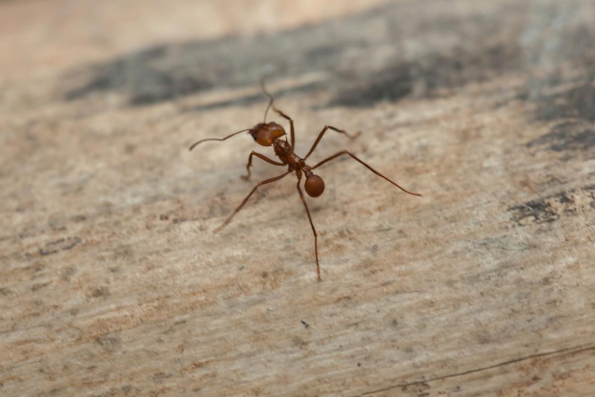 Desvelada la compleja química cerebral de las hormigas