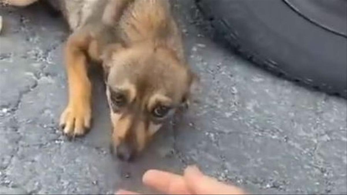 El emotivo vídeo del cambio de un perro callejero que es adoptado