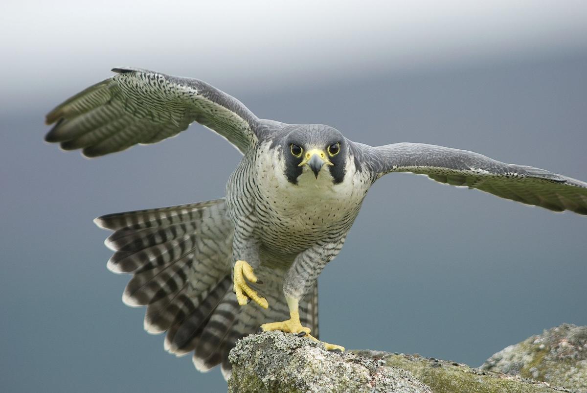 Día Mundial de las Aves: la mitad de las especies en España están amenazadas
