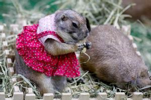 Pequeños mamíferos y roedores, como el perrito de las praderas o la rata de Gambia, son el principal reservorio de la viruela del mono. 