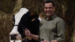 El reencuentro del presidente de la Junta de Andalucía, Juanma Moreno, con Fadi, la vaca talismán que según él le ayudó a ganar las elecciones pasadas, durante la campaña electoral.