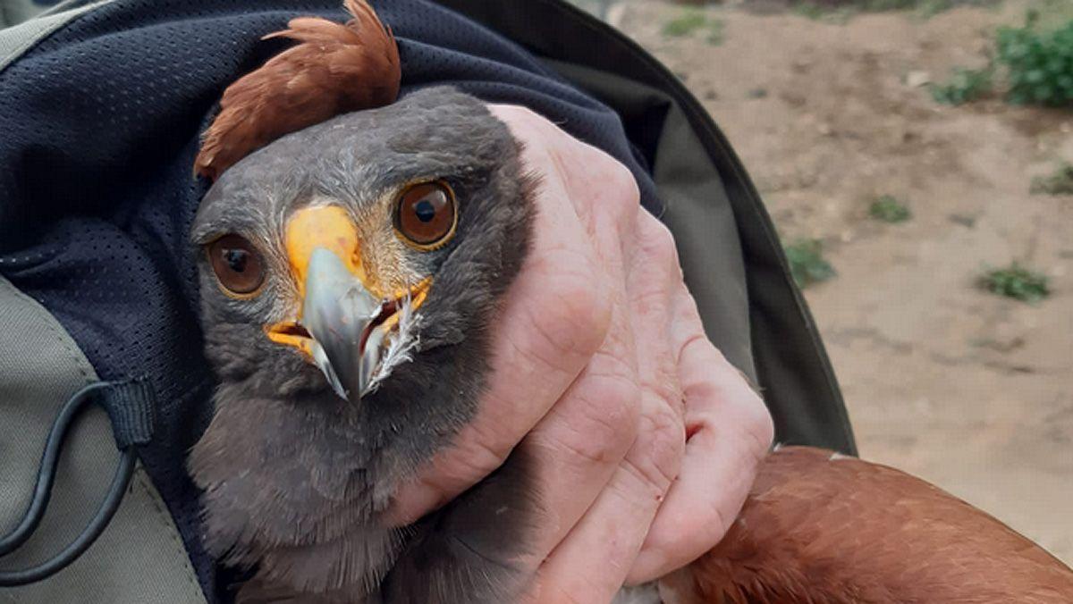 Capturada un águila que atemorizaba a los vecinos de un pueblo de Albacete  | El Periódico de España