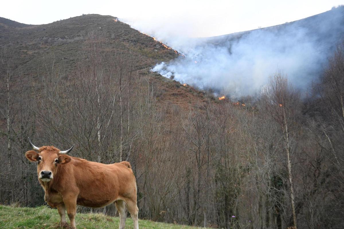 Los incendios forestales en Asturias se reducen a treinta y cinco