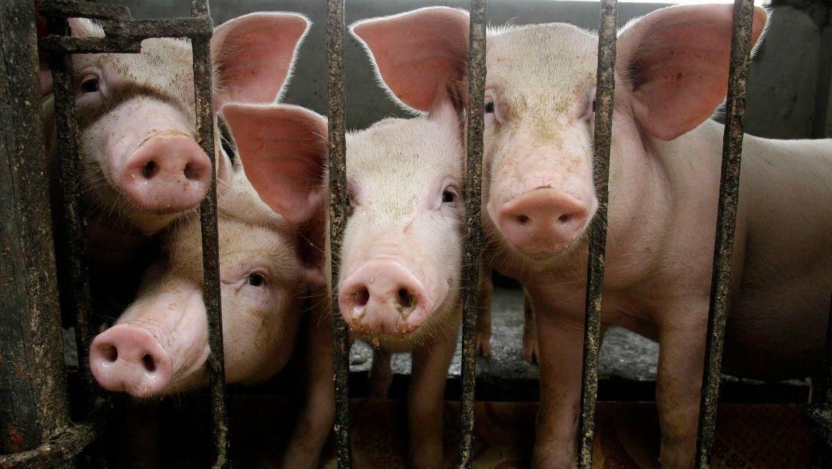 'Resucitan' los órganos de un cerdo una hora después de su muerte 'Resucitan' los órganos de un cerdo una hora después de su muerte