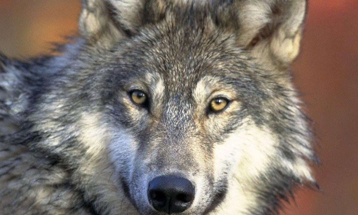 Lobo | Asturias confía en que Ribera permita eliminar dos lobos en los  Picos de Europa | El Periódico de España