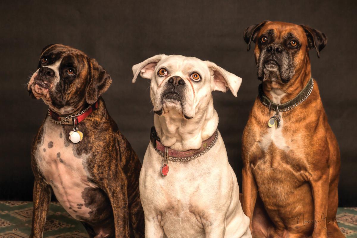 Los mitos de los perros que muchos dueños se | Periódico de España