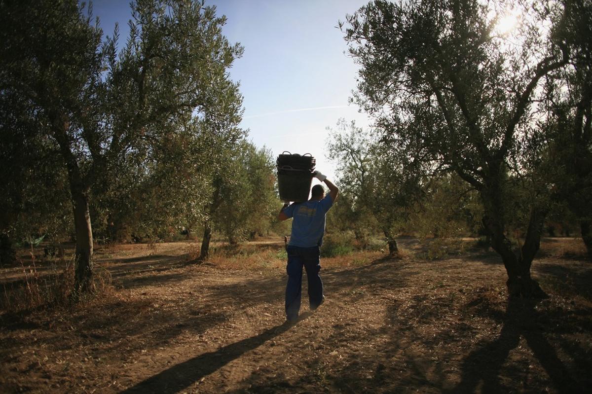 La peor campaña en 15 años presiona al alza el precio del aceite de oliva
