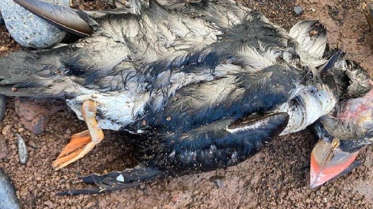 Uno de los frailecillos muertos aparecidos en la costa de Los Silos en enero de 2023. Uno de los frailecillos muertos aparecidos en la costa de Los Silos en enero de 2023.