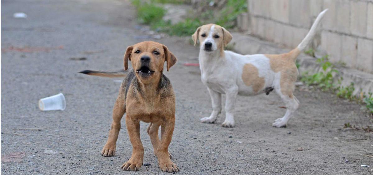 Esta es la raza de perro más adoptada en España