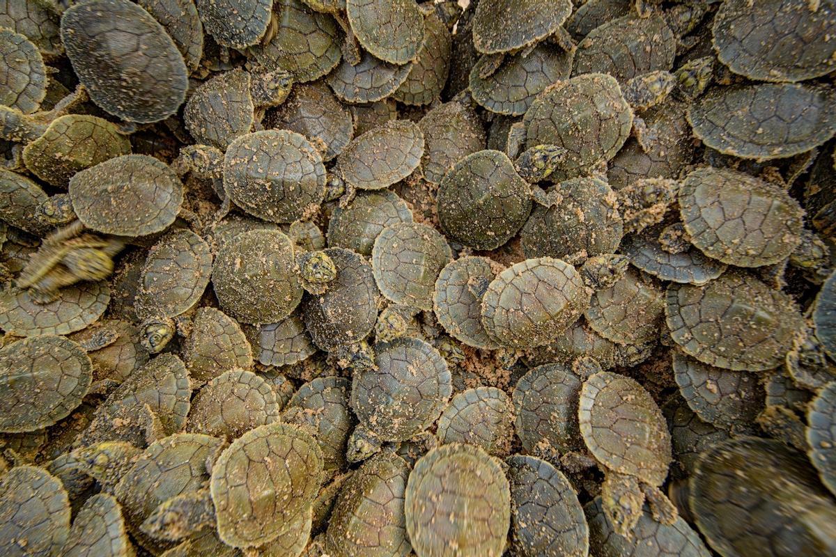 Siete millones de tortugas nacen en la Amazonía tras el mayor desove del mundo