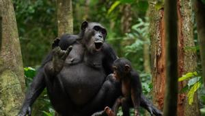 Los chimpancés "hablan" casi como los humanos