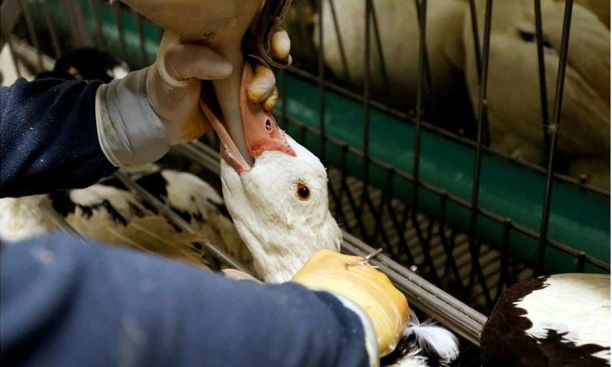 Foie gras: el alimento que tortura a patos y ocas hasta la muerte