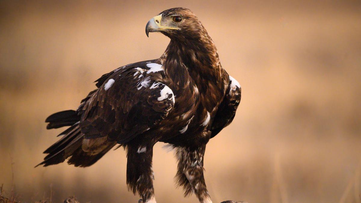 El águila imperial ibérica pasa de 39 parejas a 841 en sólo 50 años | El  Periódico de España