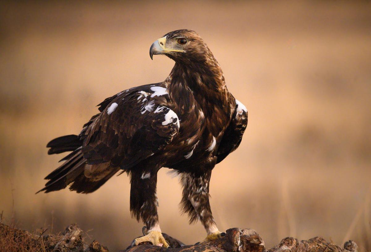 El águila imperial ibérica pasa de 39 parejas a 841 en sólo 50 años | El  Periódico de España