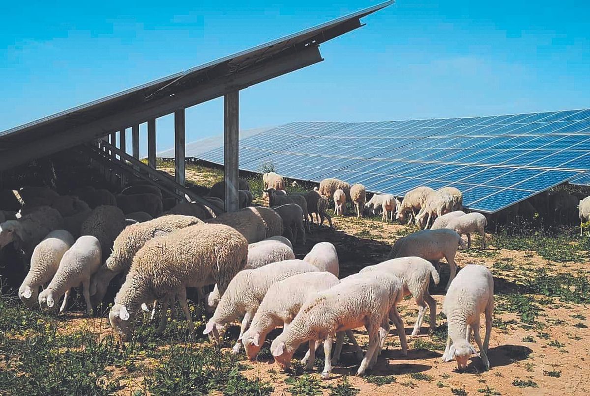 Energía renovable, agricultura y ganadería: la simbiosis es posible Energía renovable, agricultura y ganadería: la simbiosis es posible