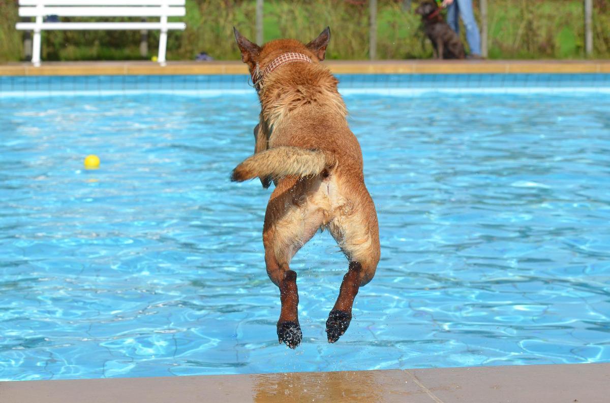 Un perro salta a una piscina