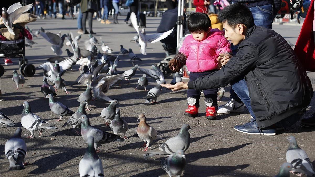 ¿Por qué no hay que dar de comer a las palomas, gatos y otros animales callejeros?