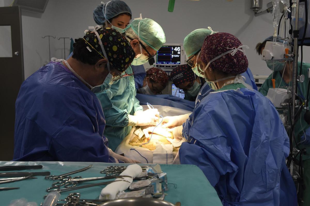 Los trasplantes recuperan el nivel prepandemia y minimizan las "víctimas colaterales" del coronavirus
