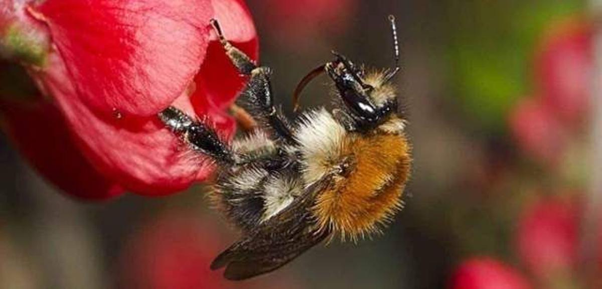 Hallan evidencia de que los abejorros sienten dolor