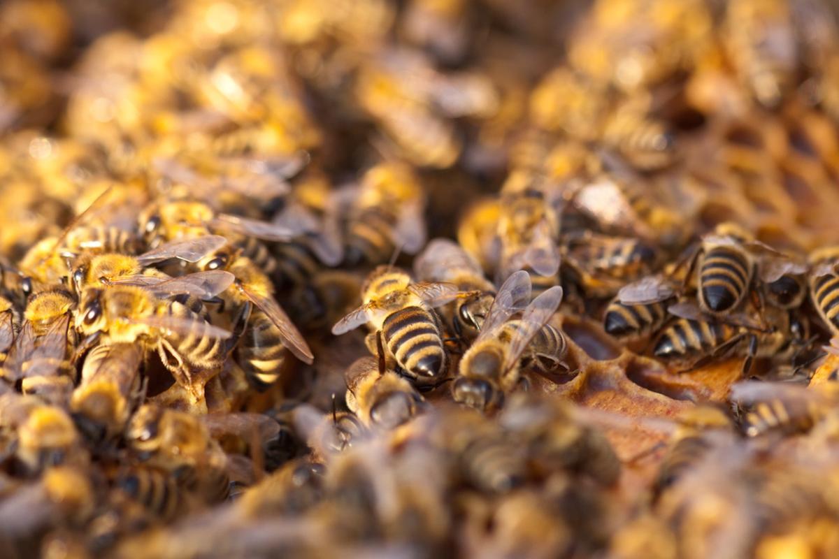 Un enjambre de abejas.
