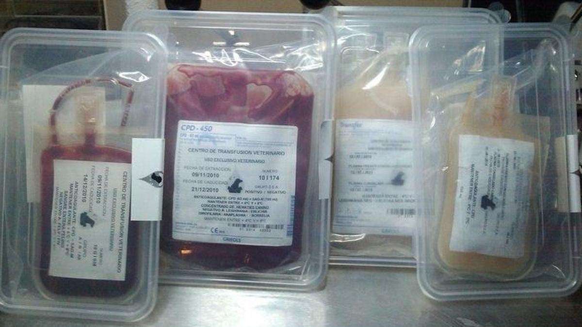 Las bolsas de sangre que el falso veterinario vendía a las clínicas madrileñas