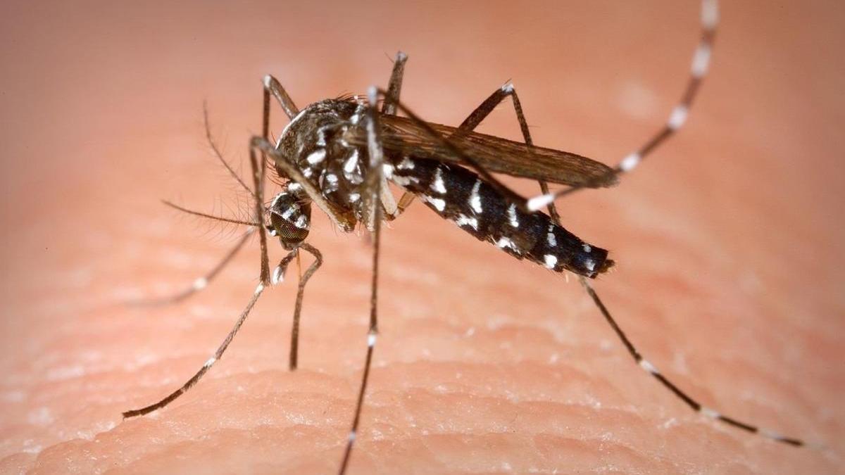 Sanidad identifica brotes de dengue autóctono en Ibiza y avisa del riesgo de casos entre mayo y noviembre